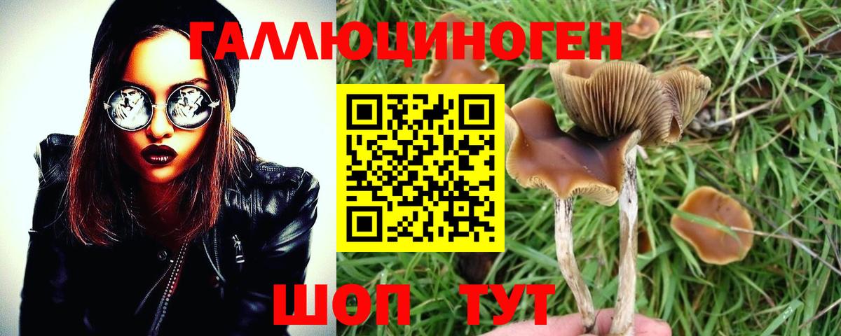 Владимир  дарнет шоп  Вход с VPN  Псилоцибиновые грибы прущие грибы  Псилоцибиновые грибы GOLDEN TEACHER 